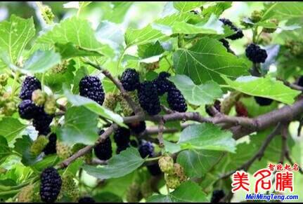 桑柘木图片,自然之美与人文情怀的交织