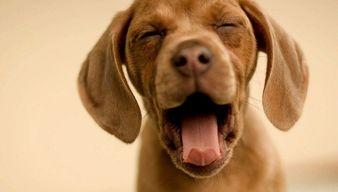 娱乐吃瓜酱监控小狗